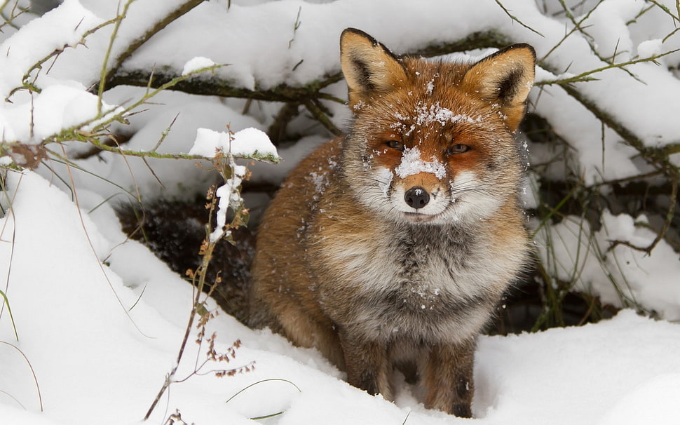 red fox on snow HD wallpaper