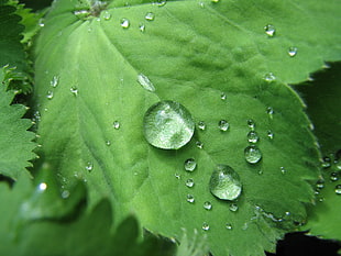 water drop on green leaf