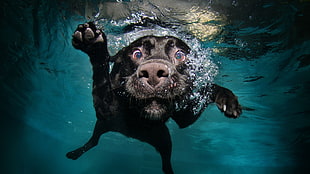 short-coated black dog, dog, underwater, swimming, animals HD wallpaper