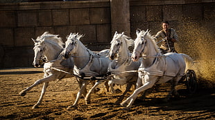 four white galloping horses HD wallpaper