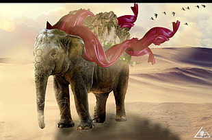 grey elephant, elephant HD wallpaper