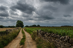 photo of green grass field with gray cloudy sky