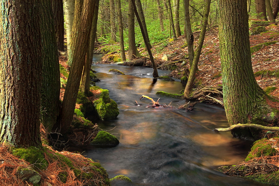 river surrounded by green trees at daytime, spruce HD wallpaper