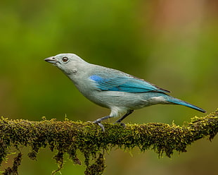 macro shot photo of gray and blue bird, tanager