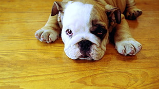 white and tan American Bulldog puppy