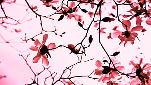 pink flowers on stem HD wallpaper