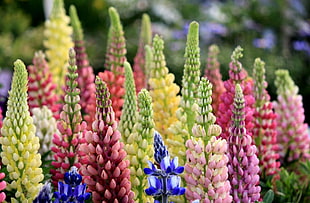 selective focus photography of flowers