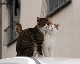 tilt shift photography of two cats HD wallpaper
