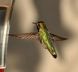 closeup photo of green and brown Hummingbird in flight