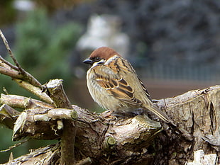 sparrow on tree HD wallpaper