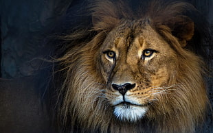 adult lion, animals, lion