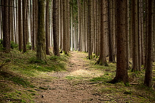 brown tree trunks