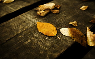 brown leaf on brown wooden surface, fall, leaves, wood HD wallpaper