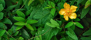 yellow petaled flower, Anemone, Flower, Leaves HD wallpaper