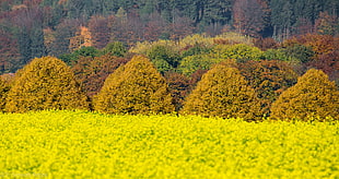 green leaf plant field