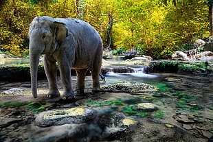 elephant near lake on a sunny day