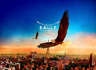 Eagle Flight digital wallpaper HD wallpaper