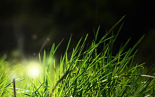 green and yellow leaf plant, nature, grass, sunlight, macro