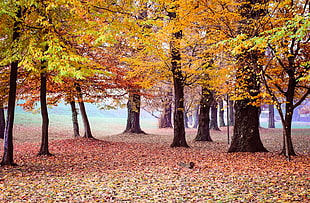 photo of yellow leaves falling from trees