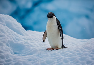 black and white penguin, penguins, nature, ice, snow HD wallpaper