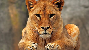 brown lioness, lion, animals, big cats HD wallpaper