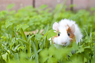 white and brown guinea pig on grass HD wallpaper