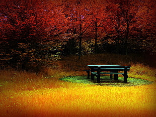 black wooden lunch table beside forest trees during daytime