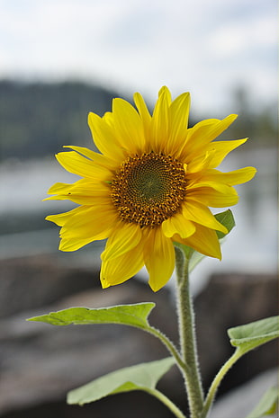 yellow sunflower HD wallpaper