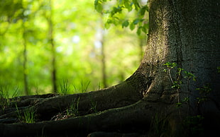 green leafed plant, nature, trees, plants