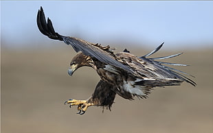 photography of brown and black eagle
