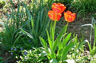red Tulip flower during daytime HD wallpaper