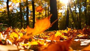 brown dry leaves, nature, forest, leaves, fall