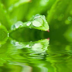 green leaf plant with water drops in close up photo HD wallpaper
