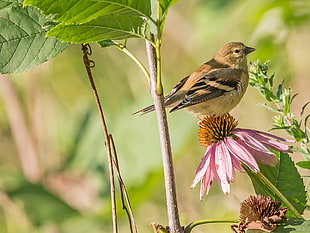 brown and black bird on pink flower at daytime HD wallpaper