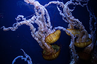 white and yellow jelly fishes