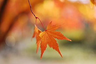 photo of brown leaf during daytime