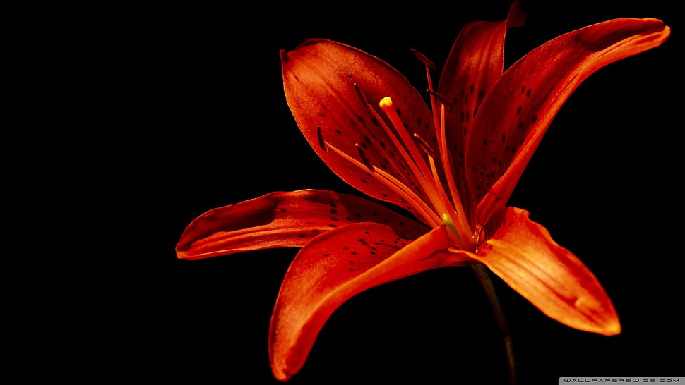 red flower, macro, flowers, orange flowers, lilies HD wallpaper