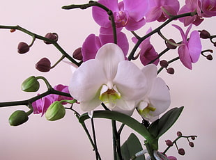 white and purple orchids HD wallpaper