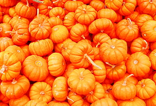 photo of Squash HD wallpaper