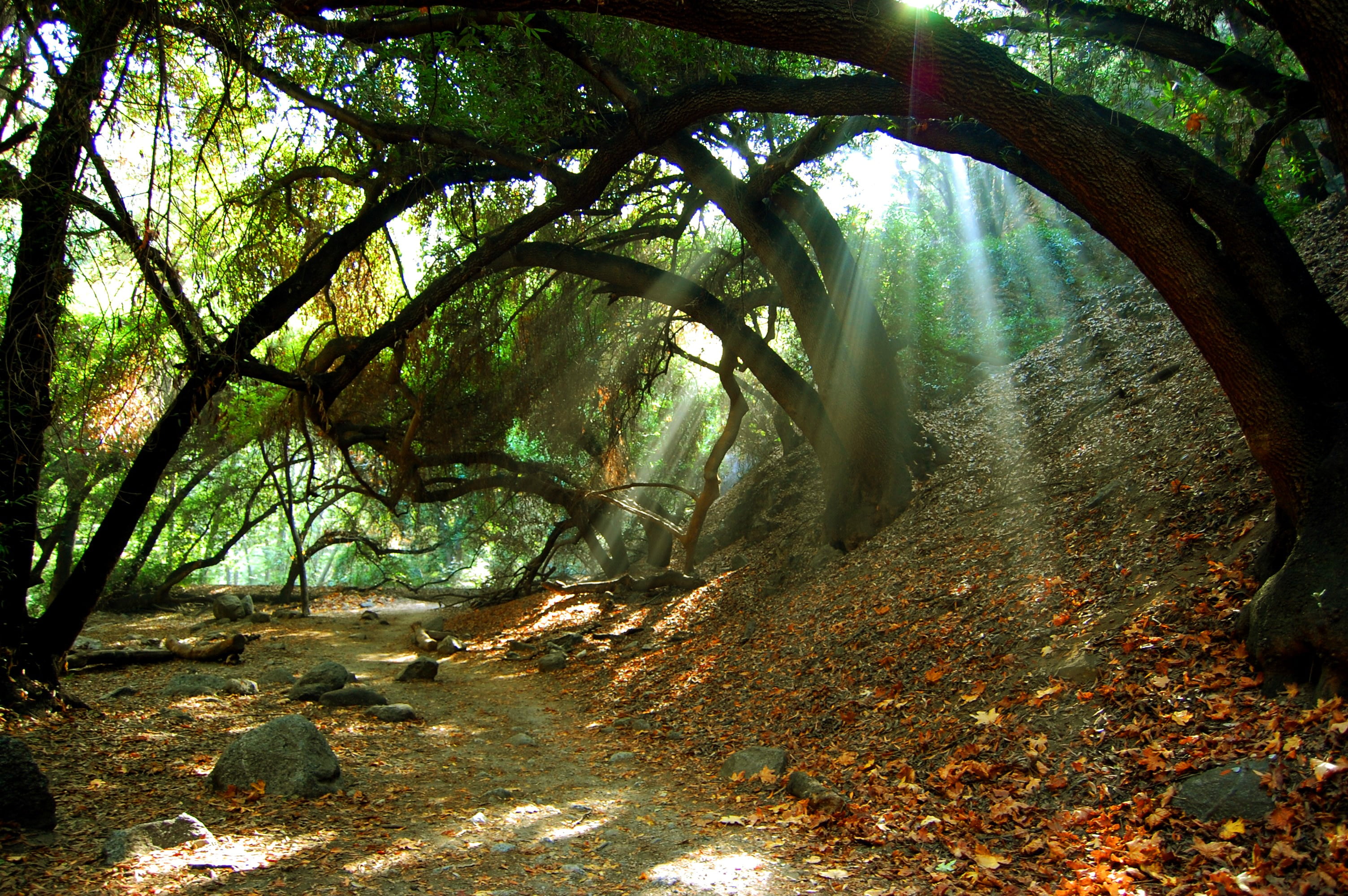 brown wooden forest with sunglight