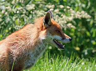 orange fox on grass field HD wallpaper