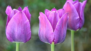 three purple tulips, flowers, photography, tulips HD wallpaper