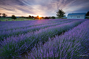 field of hyacinth flowers in golden hour photo