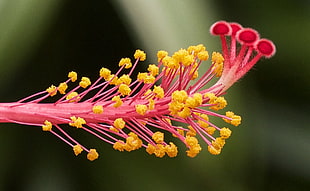 yellow and pink flower, hibiscus