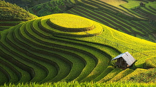 rice terraces, landscape, field, rice paddy HD wallpaper