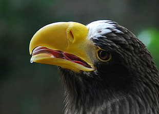 close up photograph of falcon opening its beak, steller, sea eagle HD wallpaper