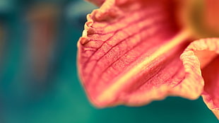 red petaled flower, macro, flowers, nature