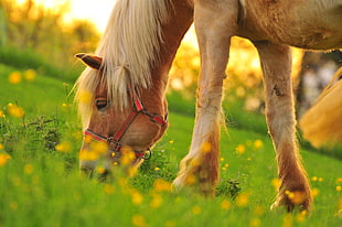 brown horse