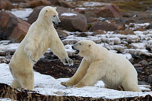 two white polar bear on white surface