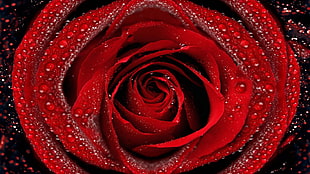 red rose with dew drops HD wallpaper